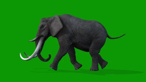 3D Elephant Run Fast From Left Side on Green Screen Rendering Animation Stock Footage 314699494