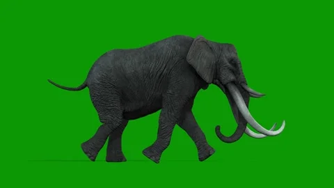 3D Elephant Run Fast From Right Side on Green Screen Rendering Animation Stock Footage 314699541