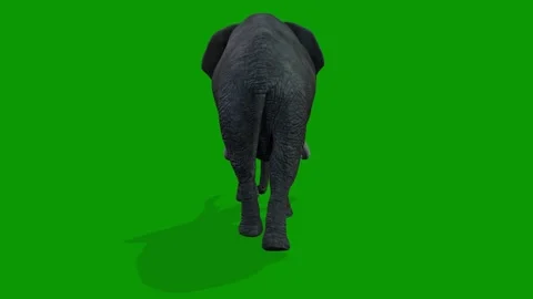 3D Elephant Walking From Back Side on Green Screen Rendering Animation Stock Footage 314699484