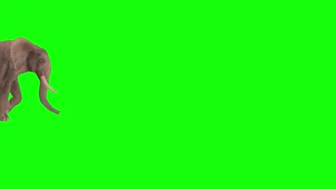 3d elephant walking with green background 스톡 동영상 220304944