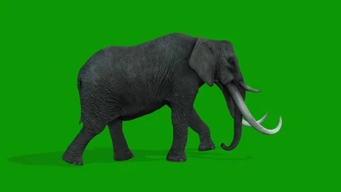 3D Elephant Walking From Right Side on Green Screen Rendering Animation Stock Footage 314699550