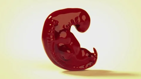 3d Embryo animation loop real 5 weeks old fetus 스톡 동영상 111949835