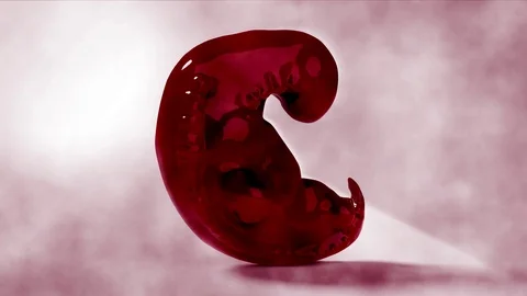 3d Embryo animation loop real 5 weeks old fetus 스톡 동영상 111950483