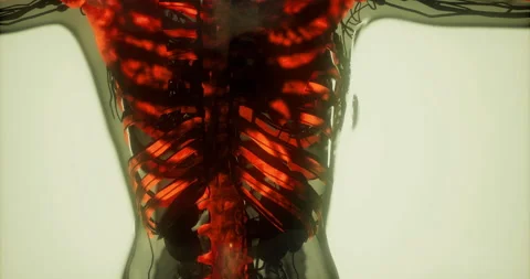 3D exploration of human bones and circulatory system Stock Footage 318455718