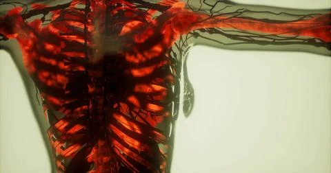 3D exploration of human bones and circulatory system Stock Illustration