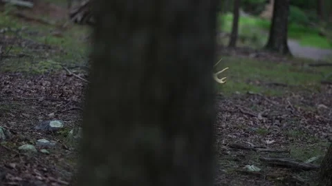 3D fallow dear decoy target set up in a forest for bowhunter practice and Stock Footage 246969482