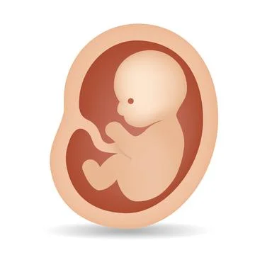 3d fetal development inside the womb vector emoji illustration icon Stock Illustration