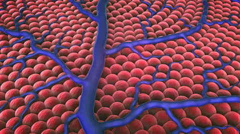 3d field of cells, cell, Capillary, vein on the cells surface Stock Footage
