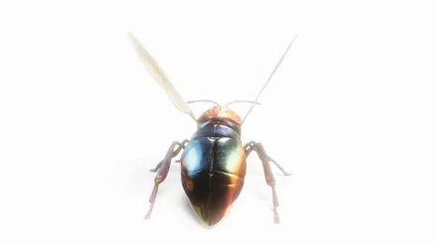 3D firefly bug on white bg able to loop endless Stock Footage 282959213