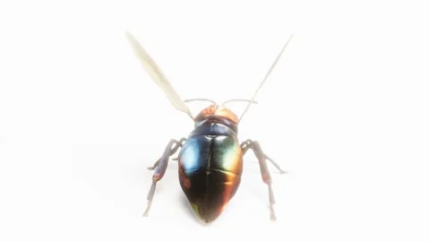 3D firefly bug on white bg able to loop endless Stock Footage 283825517
