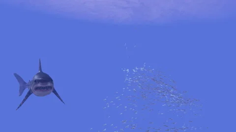 3D Fish School and Scary Great White Shark Stock Footage 66495269
