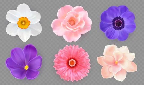 3d flowers. Spring daisy, peony bloom, floral chrysanthemum, orchid blossom Stock Illustration