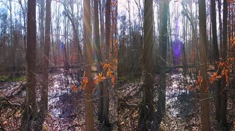 3D forest HD at Mammoth Cave National Park Stock-Footage 10578138