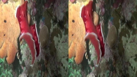 3d Full HD stereoscopic underwater video Stock Footage