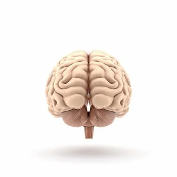 3D glossy brain rendering isolated on white background Stock Illustration