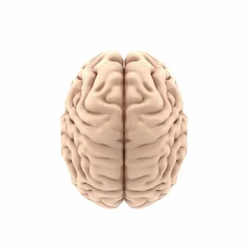 3D glossy brain rendering isolated on white background Stock Illustration