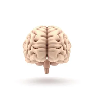 3D glossy brain rendering isolated on white background Stock-Illustration