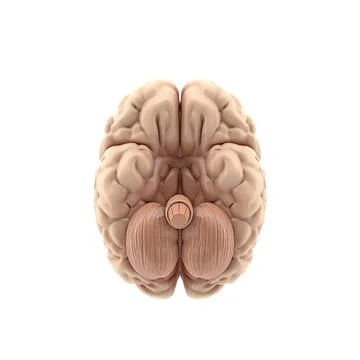 3D glossy brain rendering isolated on white background Stock Illustration