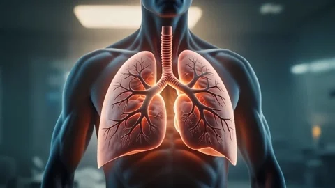 3D glowing human lungs anatomy respiratory system Stock Footage 338321523