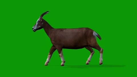 3D Goat Walking Left Animation on Green Screen-Realistic Farm Animal Render Stock Footage 313357007