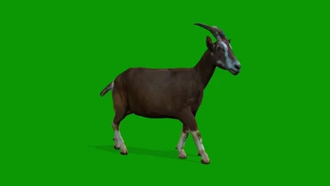 3D Goat Walking Right Animation on Green... | Stock Video | Pond5