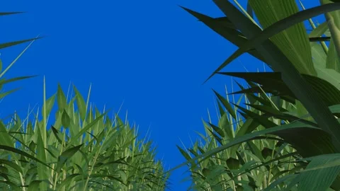 3D grass on a blue background Stock Footage 294803378