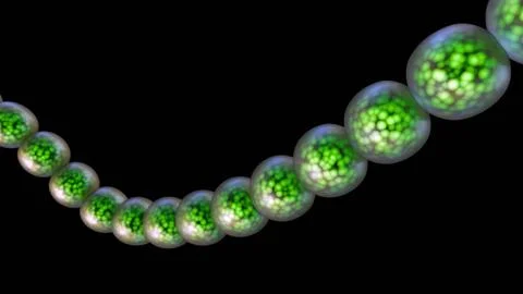 A 3D green cyanobacteria chains in long filaments Stock Illustration