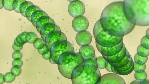 A 3D green cyanobacteria chains in long filaments Stock Illustration