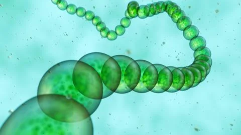 A 3D green cyanobacteria chains in long filaments Stock Illustration