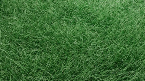 3D Green grass develops in the wind Video stock 260389392