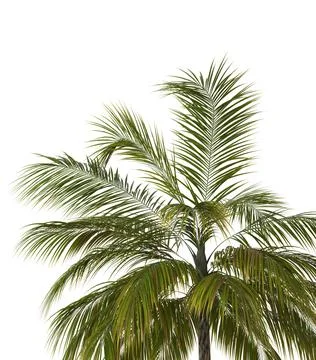 3D Green palm tree Ilustração Stock