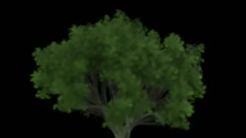 3D Green Tree Rotating Dark Background Animation 動画素材 339642367
