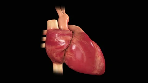 3D Heart Beating Stock Footage 218466852