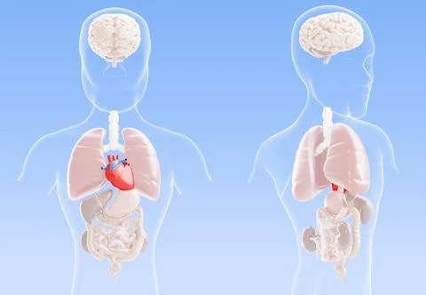 3d heart disease visualization - human body internal organs anatomy with red Stock Illustration