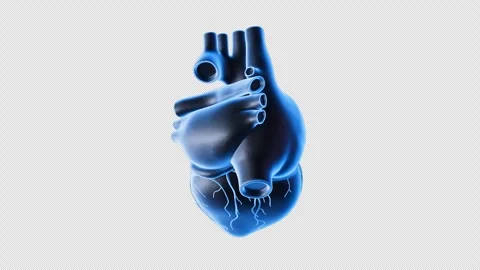 3D Heart Model Display Stock Footage 307012305