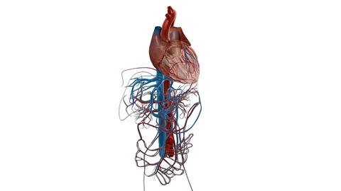3d heart turning animation , isolated white background. Stock-Footage 126144232