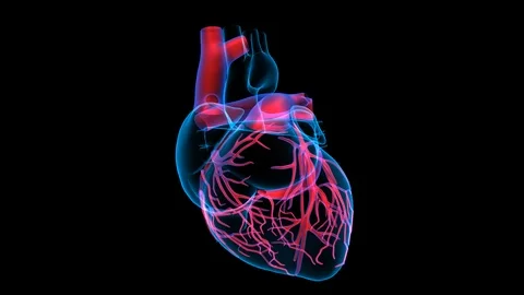 3D Heart Veins Stock Footage 122909558