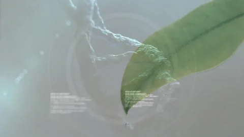 3D helix materializing triggers green leaf drifting while code blocks growing Stock Footage 314654331