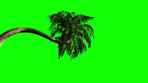 3d high-quality animation of a palm tree in the wind. Stock Footage 157396728