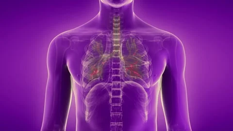 3D hologram of human body Stock Footage 300251908