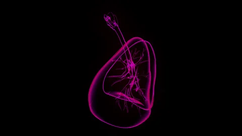 3D Holographic Lung rotation  Graphics Animation with  4K Full HD Stock Footage