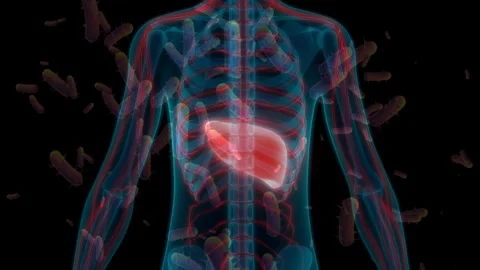 3D Human Anatomy with Glowing Red Liver and Floating Bacteria Stock Footage 336900630
