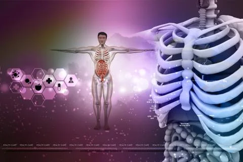 3d human anatomy Ilustración de archivo