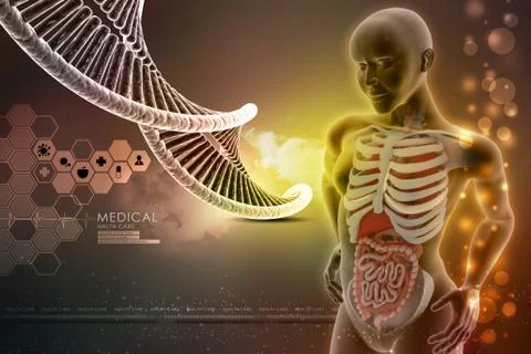 3d human anatomy Stock Illustration