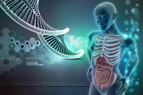 3d human anatomy Stock Illustration