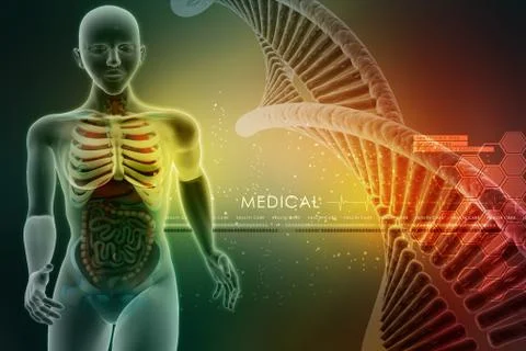 3d human anatomy Stock Illustration