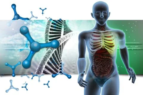 3d human anatomy Illustrazione stock