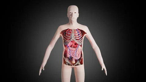 3D human anatomy model showing internal organs and skeletal structure Stock Footage 323737104
