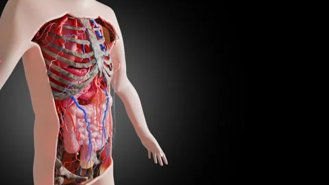 3D human anatomy model showing organs, nervous system, blood vessels structure Stock Footage 323738422