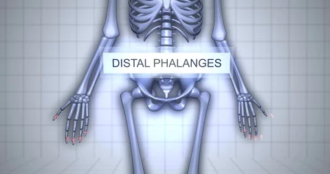3D Human Anatomy Skeleton Visualization - Distal Phalanges Stock Footage 100726868